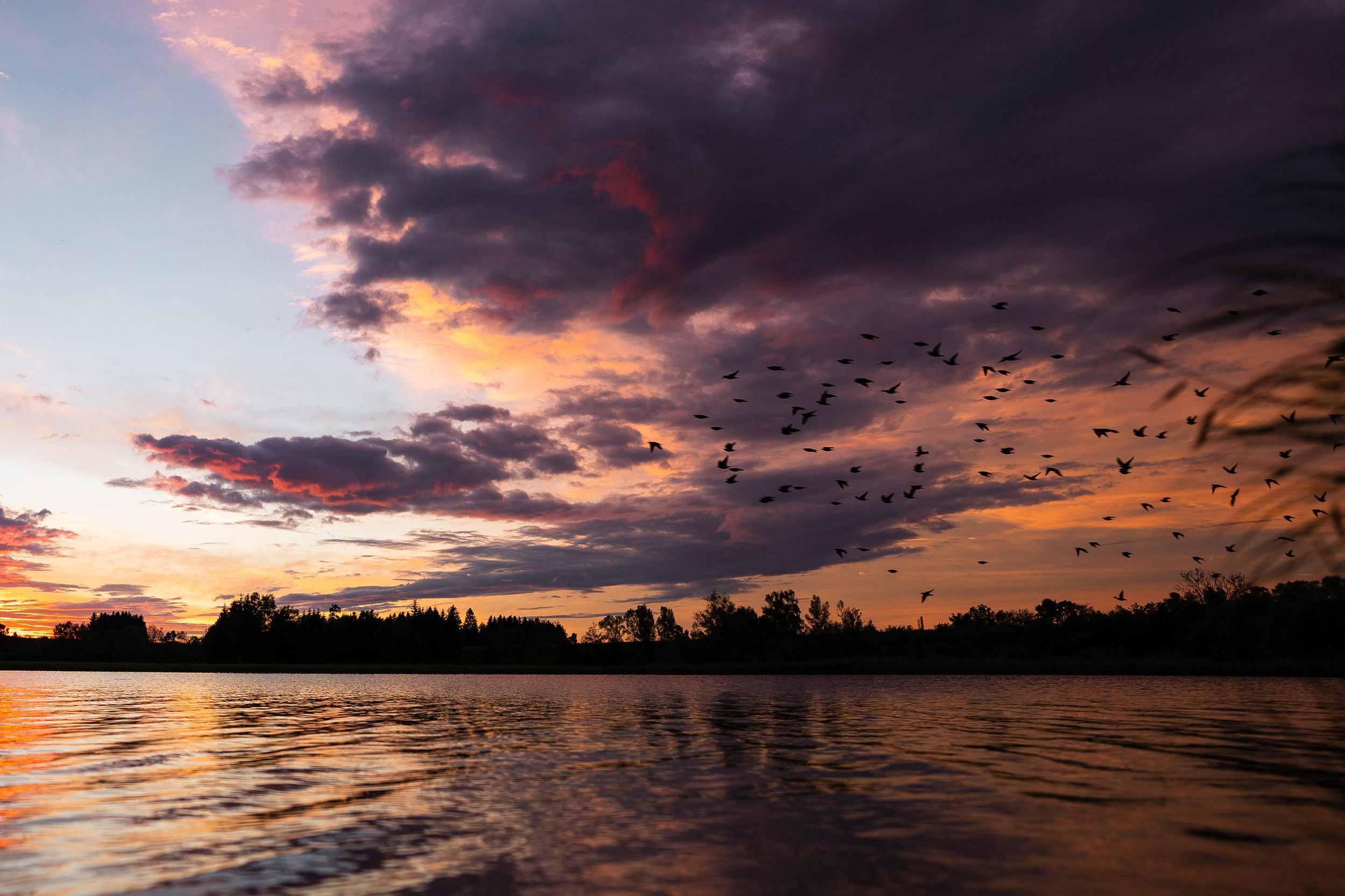 Vogelschwarm über dem See bei Sonnenuntergang